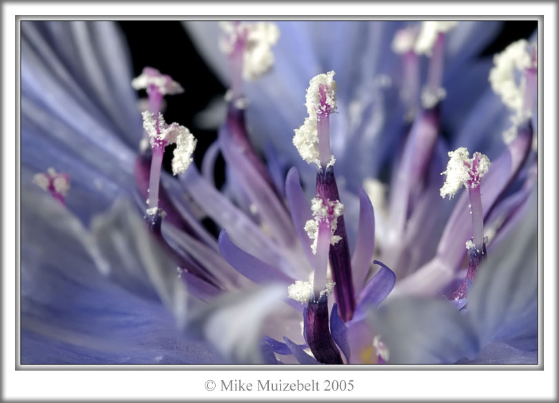 عکس ماکرو از گل