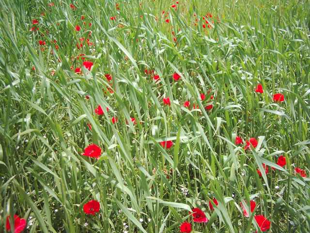 شقايق​زار نيوشت