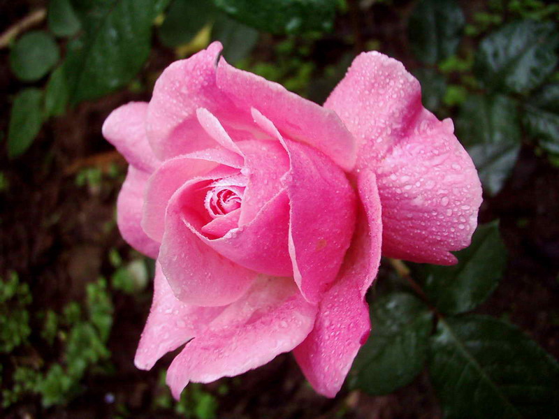 گله ديگه . توضيح نميخواد