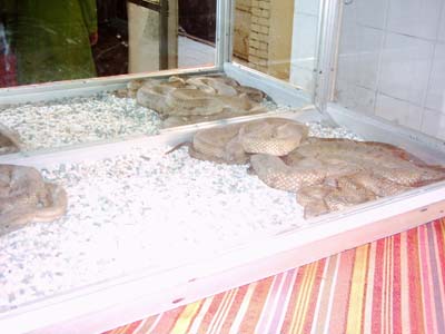 مار سه متري