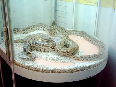 ماري رفيق انسان!