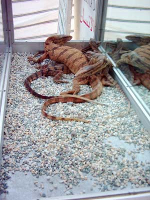 مارمولك‌هاي غول‌پيكر