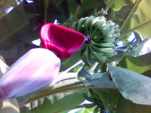 درخت موز به همراه گل و میوه اش