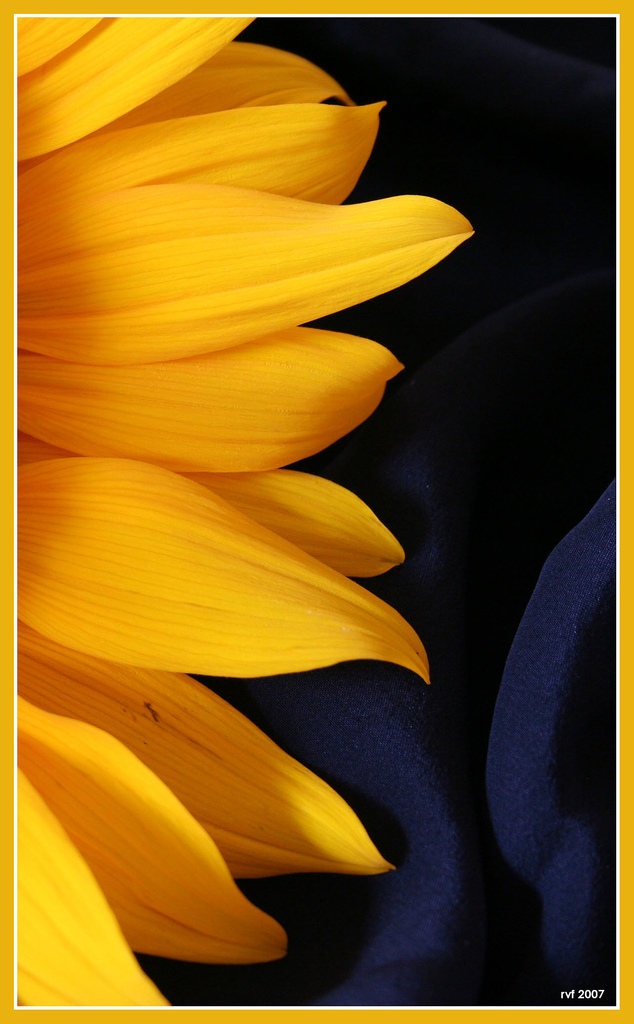 گل آفتابگردان