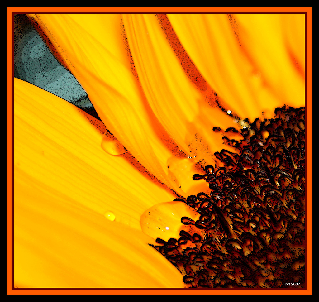 گل آفتابگردان