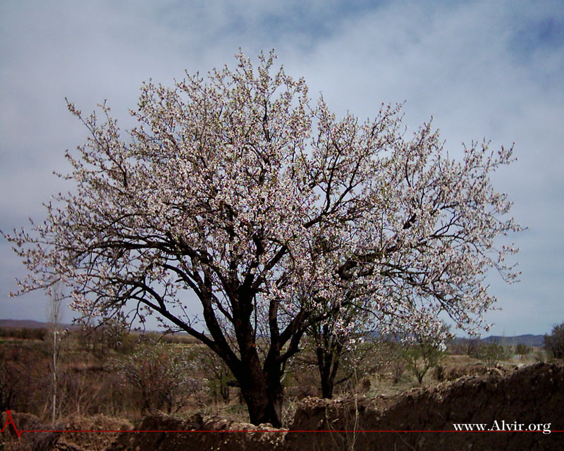 روستاي الوير