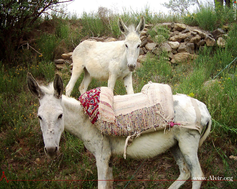 خرداد ماه روستاي الوير ساوه