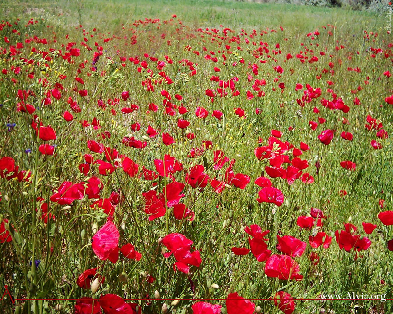 خرداد ماه روستاي الوير ساوه