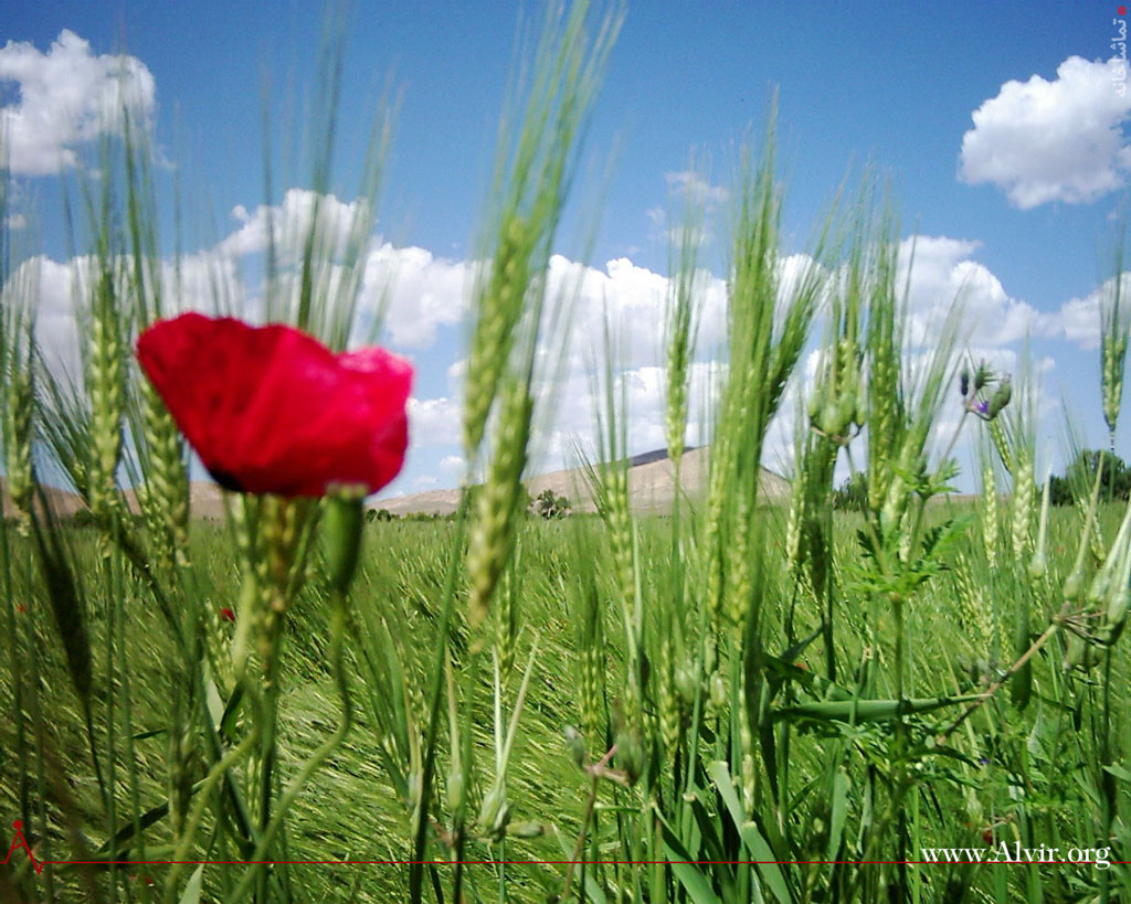 خرداد ماه روستاي الوير ساوه
