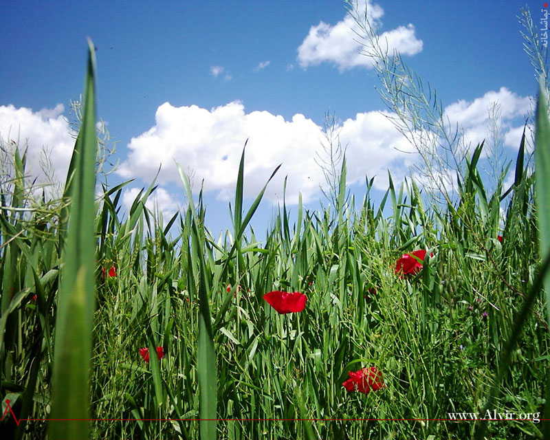 خرداد ماه روستاي الوير ساوه