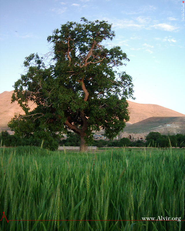 خرداد ماه روستاي الوير ساوه