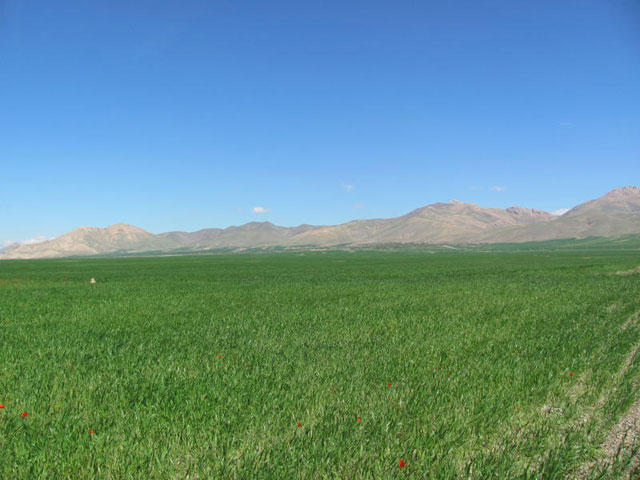 مزارع گندم روستاي قارلق در بهار