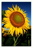 گل افتابگردون