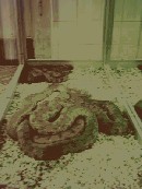 مار خوابالو