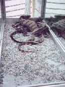 مارمولك‌هاي غول‌پيكر