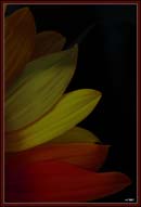 گل آفتابگردان گل آفتابگردان