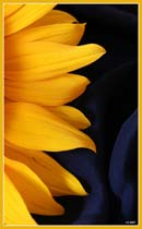 گل آفتابگردان