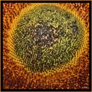 گل آفتابگردان