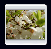 روستاي الوير