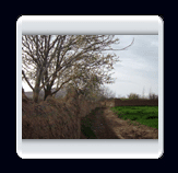 روستاي الوير