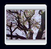 روستاي الوير