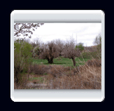 روستاي الوير