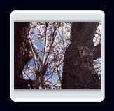 روستاي الوير