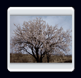 روستاي الوير