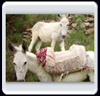 خرداد ماه روستاي الوير ساوه