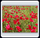 خرداد ماه روستاي الوير ساوه