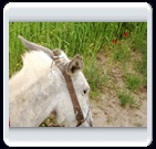 خرداد ماه روستاي الوير ساوه خرداد ماه روستاي الوير ساوه