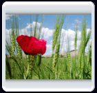 خرداد ماه روستاي الوير ساوه