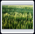 خرداد ماه روستاي الوير ساوه