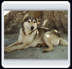 خرداد ماه روستاي الوير ساوه