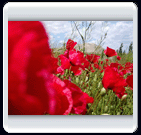 خرداد ماه روستاي الوير ساوه