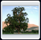 خرداد ماه روستاي الوير ساوه