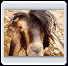 زمستان روستاي الوير ساوه