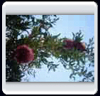 زمستان روستاي الوير ساوه